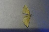 Gandaritis pyraliata