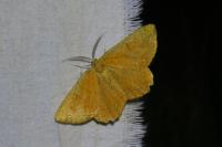 Angerona prunaria