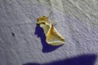 Habrosyne pyritoides