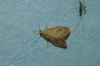 Miltochrista miniata