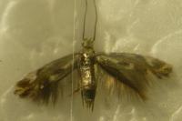 Elachista utonella