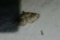 Xanthorhoe ferrugata