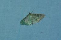Patania ruralis