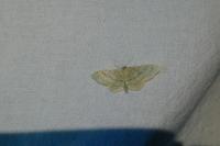 Idaea aversata