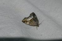 Deltote pygarga