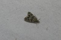 Eudonia mercurella
