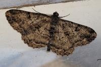 Peribatodes rhomboidaria