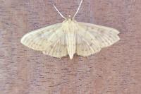 Patania ruralis