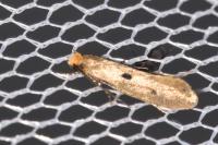 Tinea trinotella