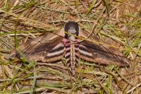 Sphinx ligustri