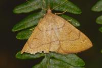 Paracolax tristalis