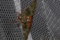 Polyphaenis sericata