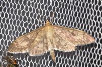 Anania lancealis