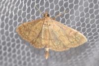 Anania verbascalis