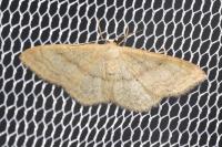 Idaea deversaria
