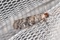 Dioryctria abietella