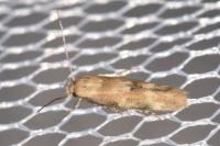 Mompha epilobiella