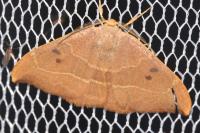 Watsonalla binaria