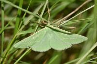 Thetidia smaragdaria