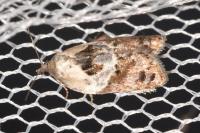 Acleris variegana