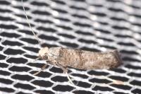Paraswammerdamia nebulella