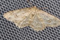 Ectropis crepuscularia