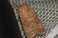 Hoplodrina blanda
