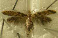 Caloptilia cuculipennella