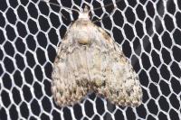 Meganola strigula