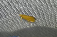 Crassa unitella