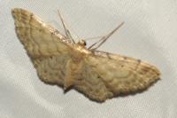 Idaea fuscovenosa