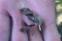 Proserpinus proserpina