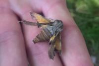 Proserpinus proserpina