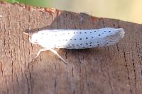 Yponomeuta evonymella
