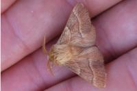Malacosoma neustria