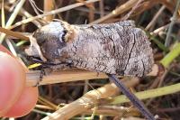 Cossus cossus