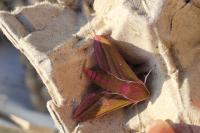 Deilephila elpenor