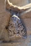 Acronicta aceris
