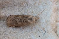 Nomophila noctuella