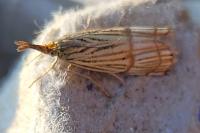 Chrysocrambus linetella