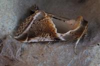 Habrosyne pyritoides