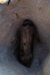 Agrotis ipsilon