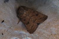 Hoplodrina octogenaria