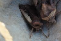 Ochropleura plecta