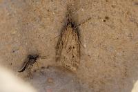 Eudonia pallida