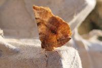 Selenia dentaria