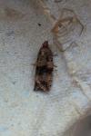 Celypha striana