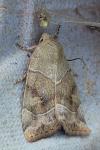 Cosmia trapezina