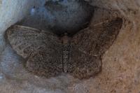 Philereme vetulata
