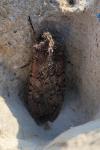 Peridroma saucia